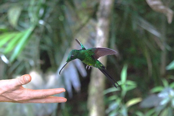 Photo d'un colibri s'approchant d'une main ouverte symbolisant la confiance